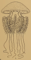 Scyphozoa (jelly fish)