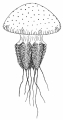 Scyphozoa (jelly fish)