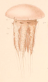 Scyphozoa (jelly fish)