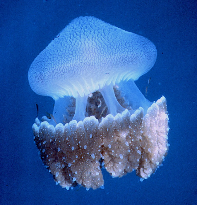 medusa swimming off Cebu (Philippines)