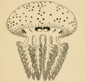 Scyphozoa (jelly fish)