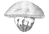 medusa drawing from original description