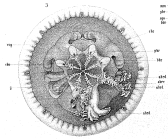 medusa drawing in oral view (Vanhöffen, 1888)