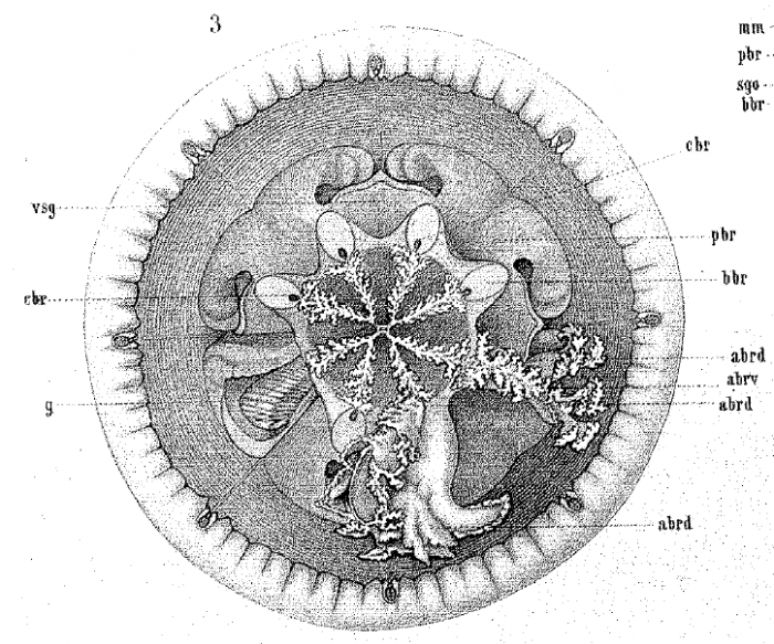 medusa drawing in oral view (Vanh�ffen, 1888)
