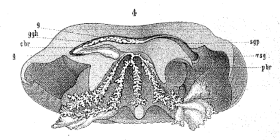 medusa drawing in side view (Vanhöffen, 1888)