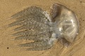 Scyphozoa (jelly fish)