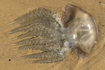 stranded specimen in Trafaria beach, Near Lisboa (Portugal)
