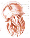 medusa drawing by Haeckel, 1869