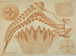 plate 3 from Haeckel 1869