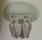 medusa drawing from Chun (1896)