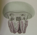 Scyphozoa (jelly fish)