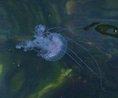 medusa swimming
