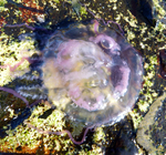 medusa stranded in rocks