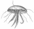 Scyphozoa (jelly fish)