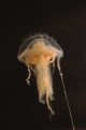 Scyphozoa (jelly fish)