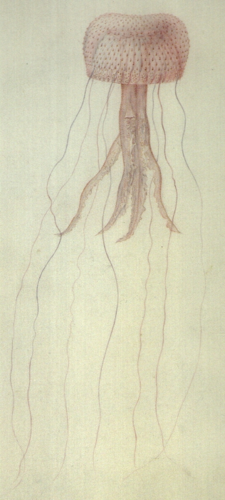 medusa drawing by Péron & Lesueur medusa drawing by Péron & Lesueur