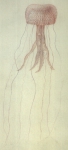 medusa drawing by Péron & Lesueur