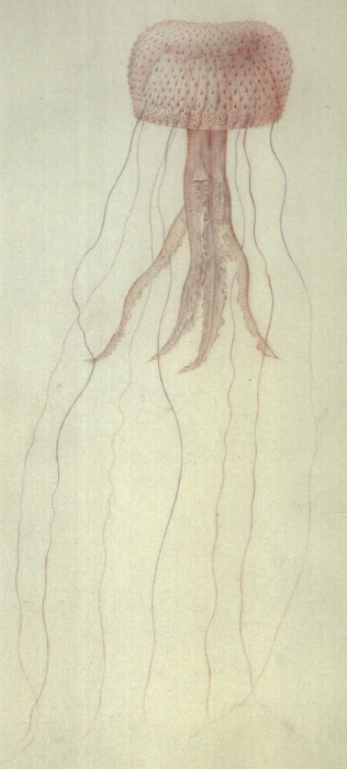 medusa drawing by P�ron & Lesueur