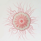 medusa, exumbrellar view from Vanhöffen (1902)