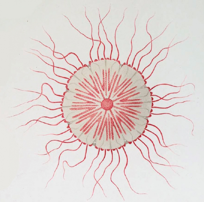 medusa, exumbrellar view from Vanhöffen (1902)