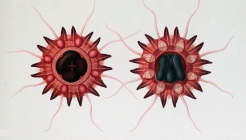 medusae drawings from Vanhfen (1902) in ora and aboral view