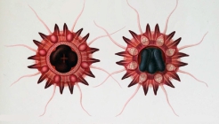 medusae drawings from Vanhffen (1902) in ora and aboral view