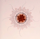 medusa drawing by Vanhöffen (1902)