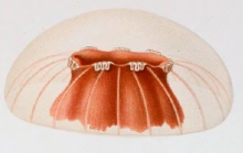 Medusa drawing (side view) by Vanhffen (1902)