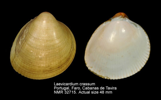 Laevicardium crassum