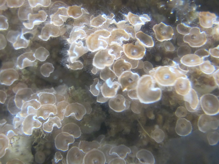 Colony with many open polyps