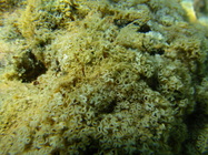 Colony in the environment with many open polyps