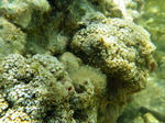 Colonies in the environment with many open polyps