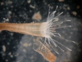 Scyphozoa (jelly fish)