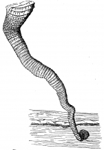 original drawing by Vanhöffen (1910)