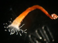 Scyphozoa (jelly fish)