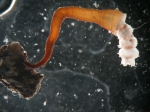 polyp with eumedusoids