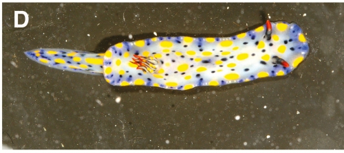 Hypselodoris confetti