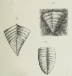 Textularia jonesi Brady, 1876