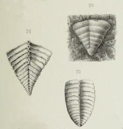 Textularia jonesi Brady, 1876 Textularia jonesi Brady, 1876