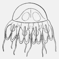 Scyphozoa (jelly fish)