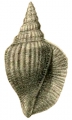 Mollusca (molluscs)