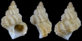 Mollusca (molluscs)