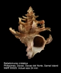 Babelomurex cristatus