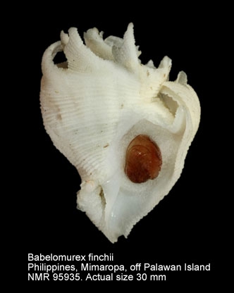 Babelomurex finchii