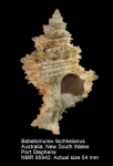 Babelomurex lischkeanus