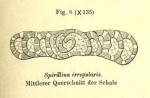 Spirillina irregularis Möller, 1879