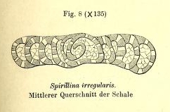 Spirillina irregularis Möller, 1879