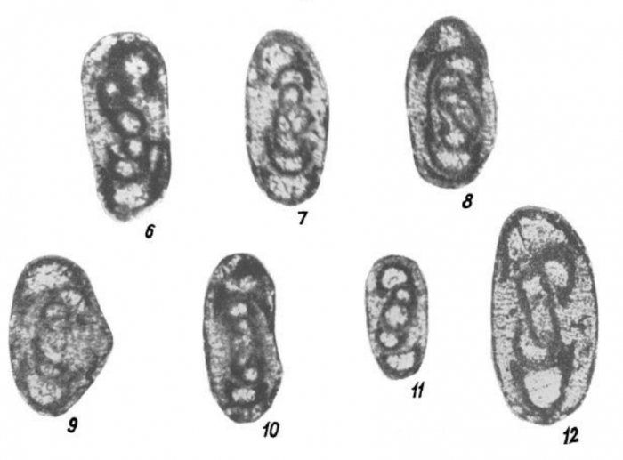 Glomodiscus biarmicus Malakhova, 1973 Glomodiscus biarmicus Malakhova, 1973