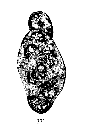 Archaediscus mutans Conil & Lys, 1964