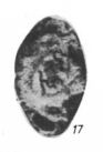 Asteroarchaediscus baschkiricus (Krestovnikov & Theodorovich, 1936) Asteroarchaediscus baschkiricus (Krestovnikov & Theodorovich, 1936)
